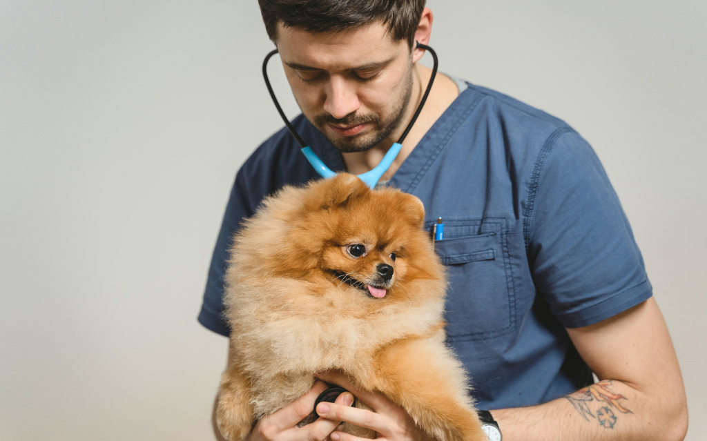 veterinario in camice blu con stetoscopio tiene in braccio un volpino pomerania color cappuccino